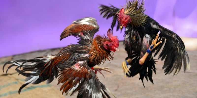 f1685 KM Game Bài 3d