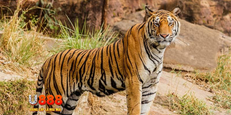 f1685 xổ số bình thuận