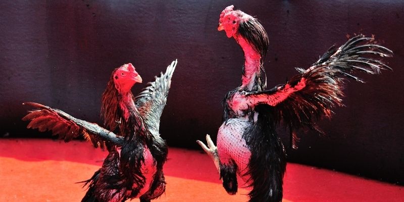 f1685 thị trường baccarat là gì