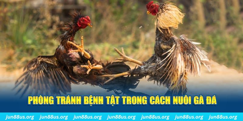 f1685 đăng nhập phỏm online