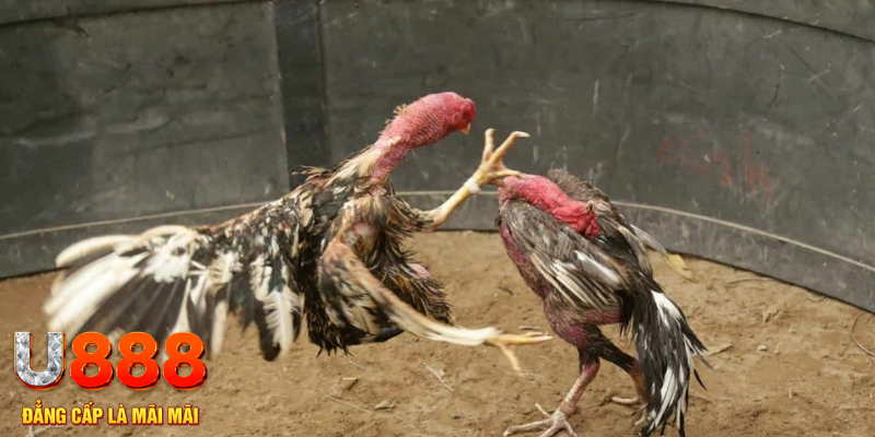 f1685 đăng nhập tiến lên miền nam số 1